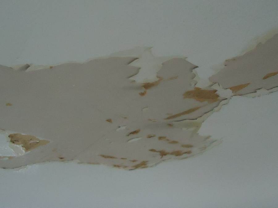 Peeling paint and affected material on a ceiling.